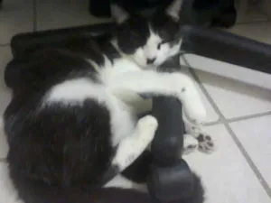 Gato raça vira lata idade 2 anos nome Chaplin