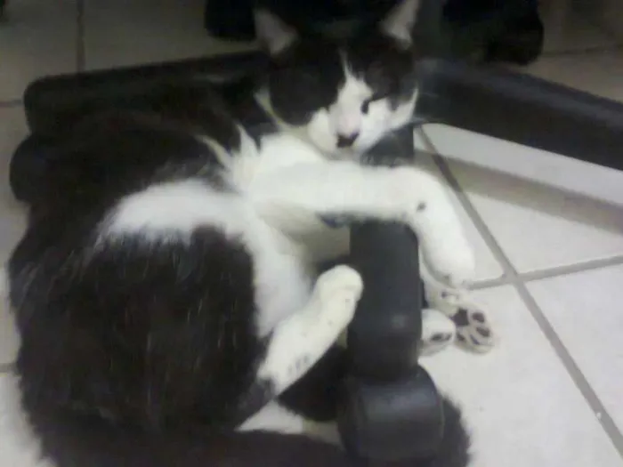 Gato ra a vira lata idade 2 anos nome Chaplin