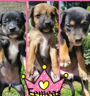 Cachorro raça SRD idade 2 a 6 meses nome Sem nome