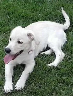 Cachorro ra a indefinida idade 2 a 6 meses nome mag