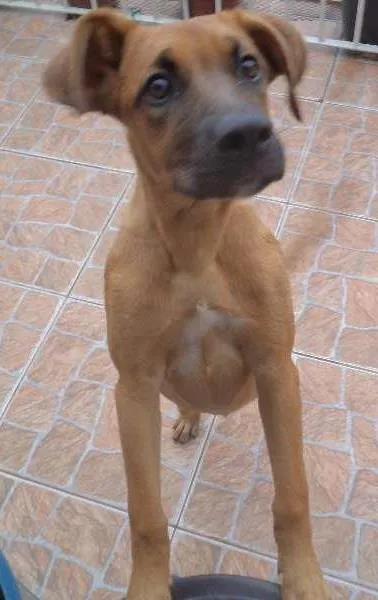 Cachorro ra a Labrador/Boxer idade 2 a 6 meses nome Lana