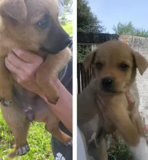 Cachorro raça Sem raça definida idade 2 a 6 meses nome Sem nome