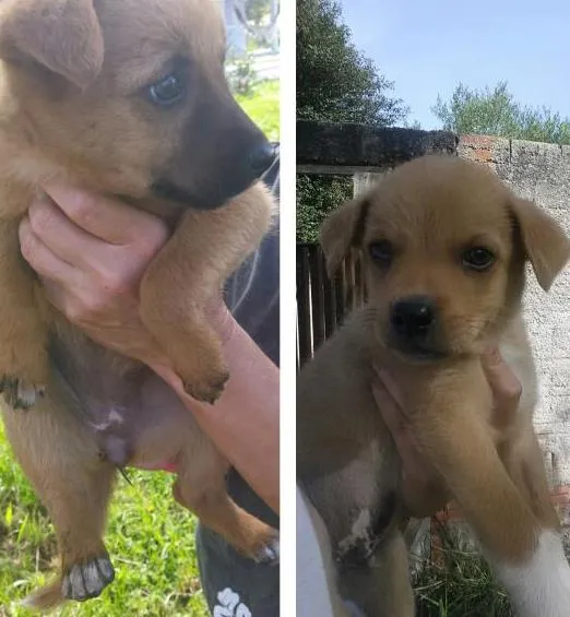 Cachorro ra a Sem raça definida idade 2 a 6 meses nome Sem nome