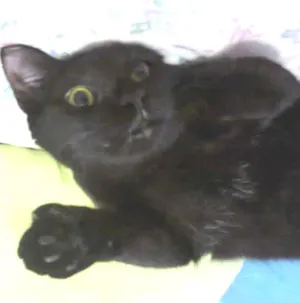 Gato raça Vira lata idade 2 anos nome Vitoria