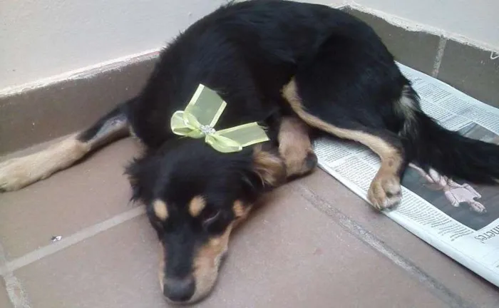 Cachorro ra a SRD idade 7 a 11 meses nome Bella