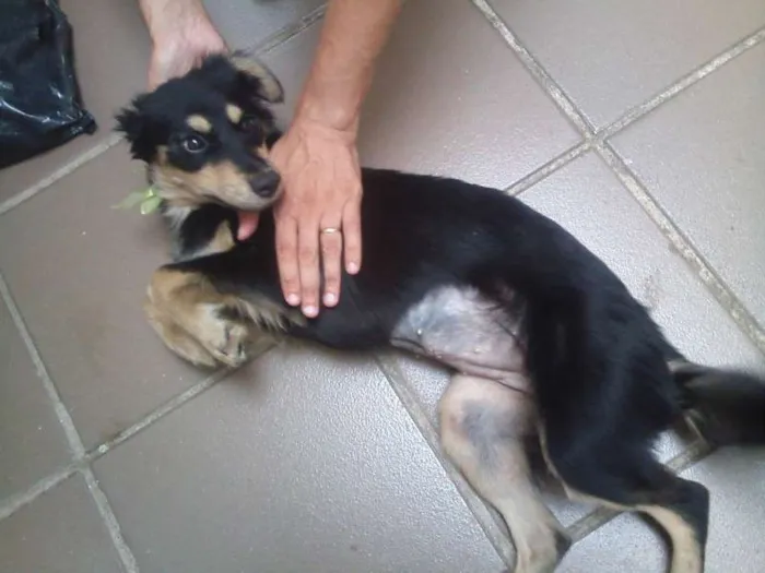 Cachorro ra a SRD idade 7 a 11 meses nome Bella
