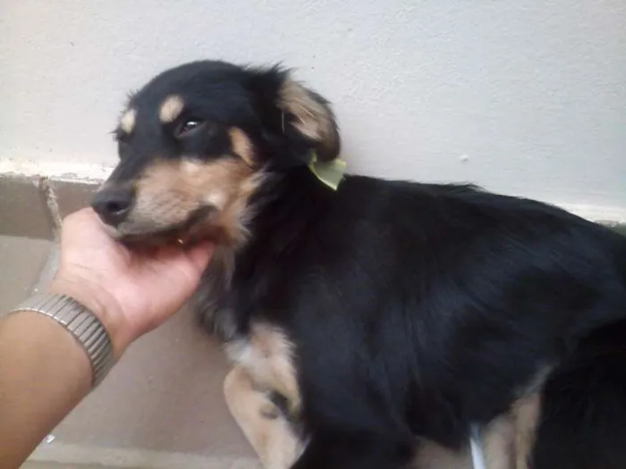 Cachorro ra a SRD idade 7 a 11 meses nome Bella