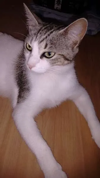 Gato ra a SRD idade 2 anos nome Bisteca