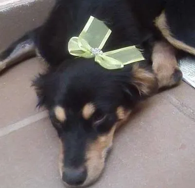 Cachorro ra a SRD idade 7 a 11 meses nome Bella