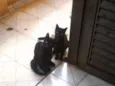 ppretinho