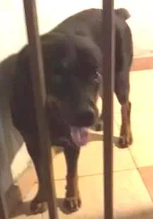 Cachorro raça hootwailer idade 2 anos nome cafe