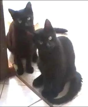Gato raça vira lata idade 7 a 11 meses nome ppretinho