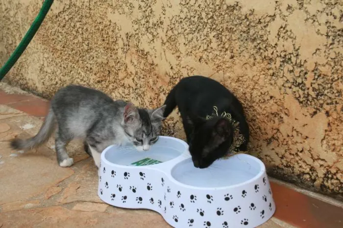 Gato ra a Dv idade  nome Lindos gatinhos