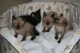Lindos irmãozinhos