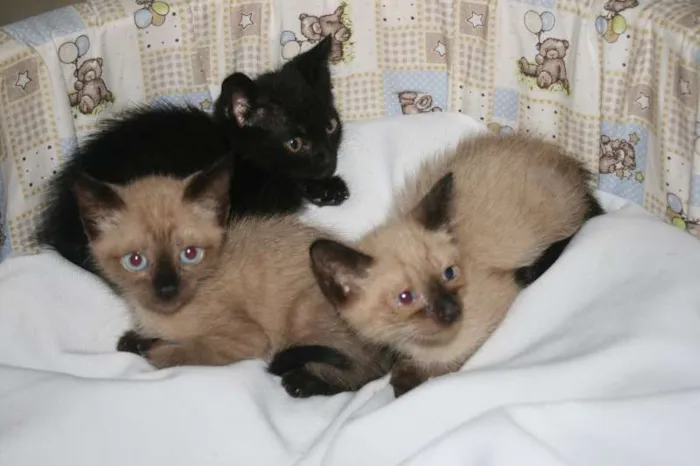 Cachorro ra a Dv idade  nome Lindos irmãozinhos