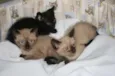 Lindos irmãozinhos