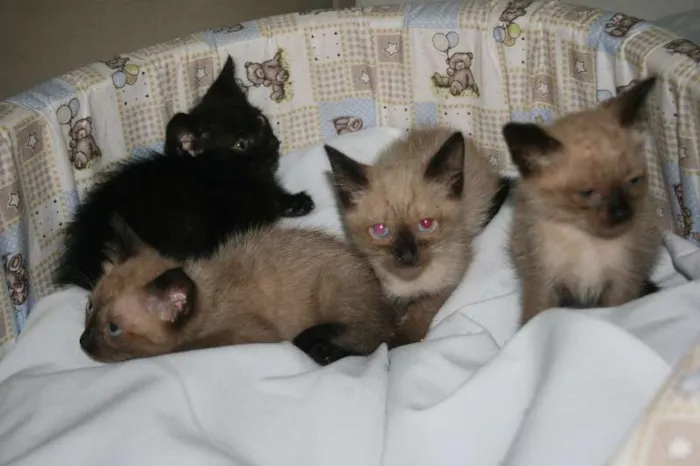 Cachorro ra a Dv idade  nome Lindos irmãozinhos