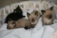 Lindos irmãozinhos