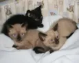 Lindos irmãozinhos