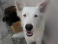 BRANQUINHA