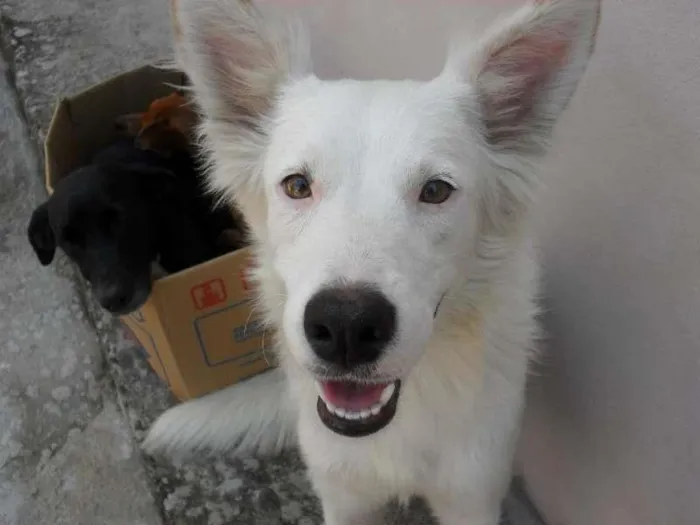 Cachorro ra a GOLDEN MISTURADO S.R.D idade 4 anos nome BRANQUINHA
