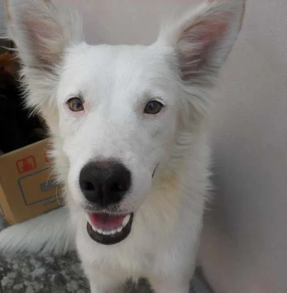 Cachorro ra a GOLDEN MISTURADO S.R.D idade 4 anos nome BRANQUINHA