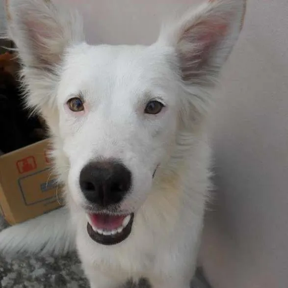 Cachorro ra a GOLDEN MISTURADO S.R.D idade 4 anos nome BRANQUINHA