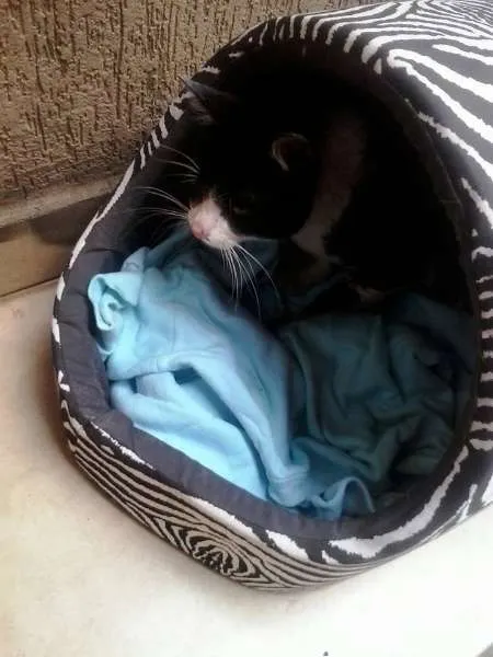 Gato ra a SRD idade 1 ano nome Sem nome