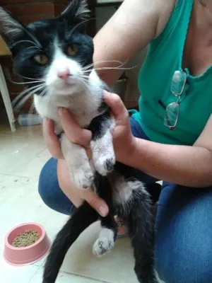 Gato raça SRD idade 1 ano nome Sem nome