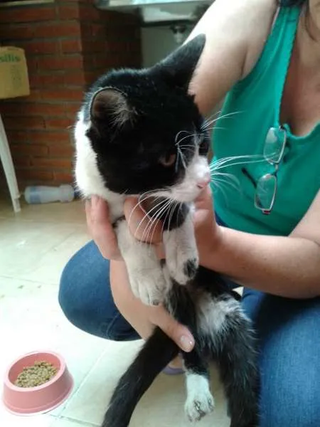 Gato ra a SRD idade 1 ano nome Sem nome