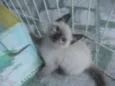 Gatinhos para adoção