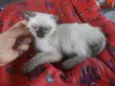 Gatinhos para adoção