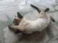 Gatinhos para adoção