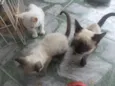 Gatinhos para adoção