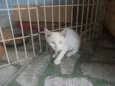 Gatinhos para adoção