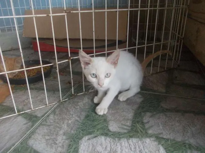 Gato ra a  idade 2 a 6 meses nome Gatinhos para adoção