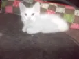 Gatinhos para adoção