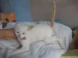 Gatinhos para adoção