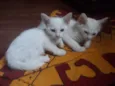 Gatinhos para adoção