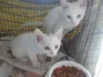 Gatinhos para adoção