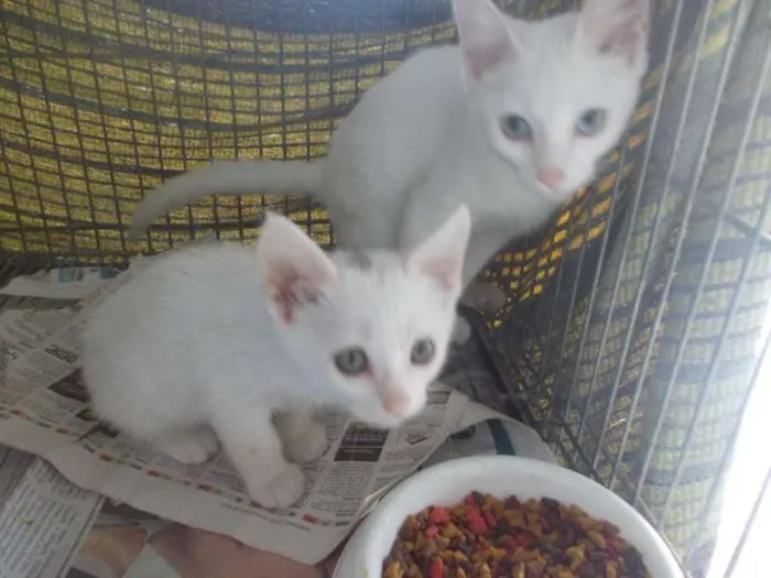 Gato ra a  idade 2 a 6 meses nome Gatinhos para adoção