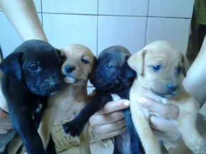 Cachorro raça vira lata idade Abaixo de 2 meses nome poly