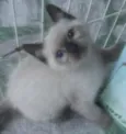 Gatinhos para adoção