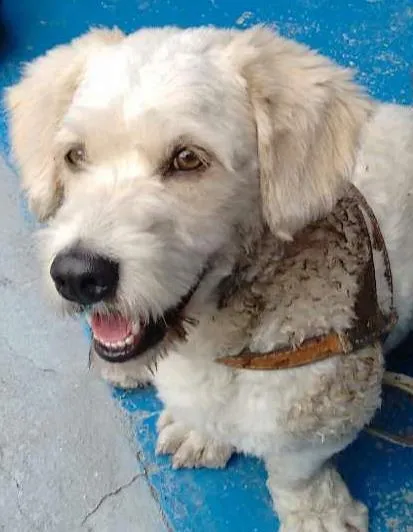 Cachorro ra a Poodle idade 2 anos nome Bob