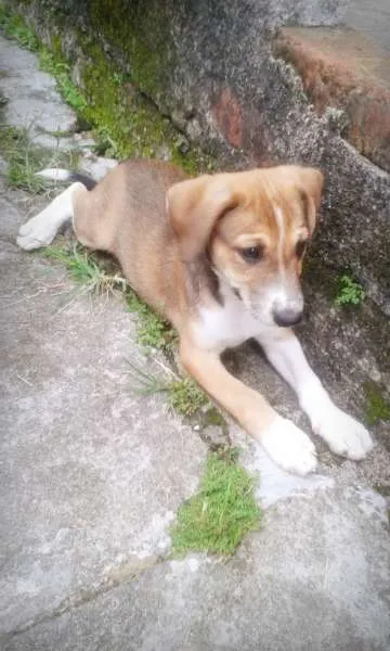 Cachorro ra a Não definida idade 2 a 6 meses nome Bethoven