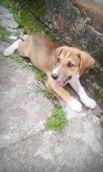 Cachorro ra a Não definida idade 2 a 6 meses nome Bethoven