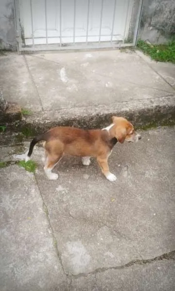 Cachorro ra a Não definida idade 2 a 6 meses nome Bethoven