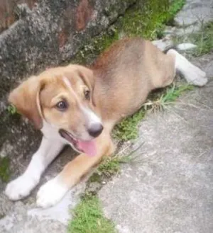 Cachorro raça Não definida idade 2 a 6 meses nome Bethoven