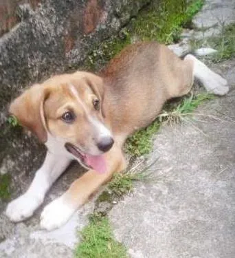 Cachorro ra a Não definida idade 2 a 6 meses nome Bethoven