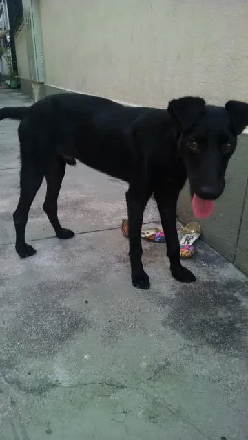 Cachorro raça vira lata idade 7 a 11 meses nome Bidu